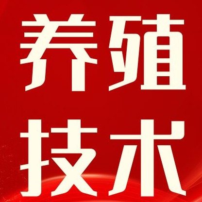 猪身上长红疙瘩起痘痘？如何治疗？