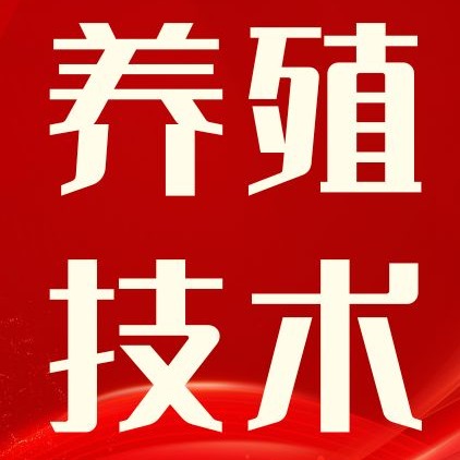 母猪假怀孕，背后隐藏了哪些真问题？一文看懂