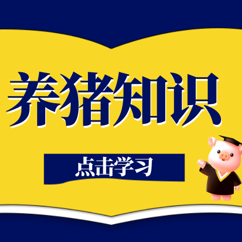 母猪测孕的小妙招，非常方便！