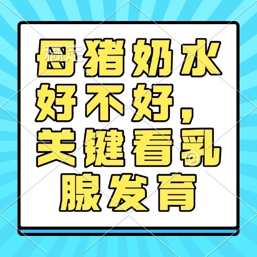 母猪奶水好不好，关键看乳腺发育