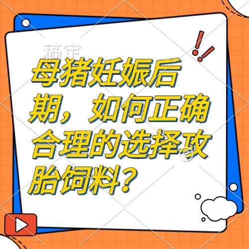 母猪妊娠后期，如何正确合理的选择攻胎饲料？