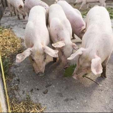 母猪胀气的原因以及防治方法