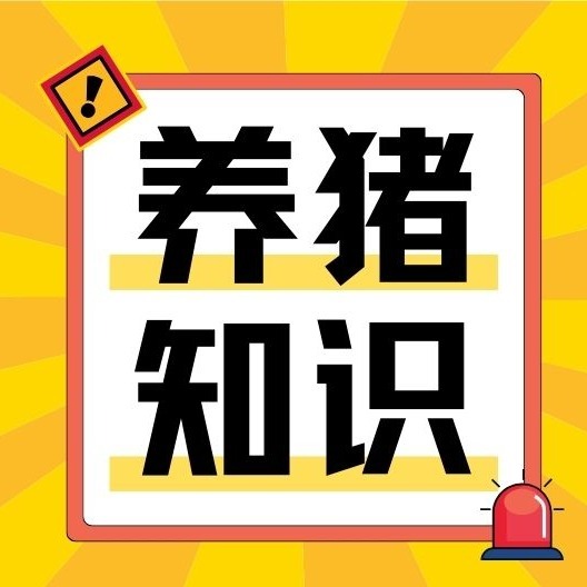 仔猪压死、弱仔频发？产房精细化管理，提升仔猪存活率