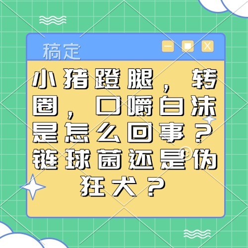 小猪蹬腿，转圈，口嚼白沫是怎么回事？链球菌还是伪狂犬？