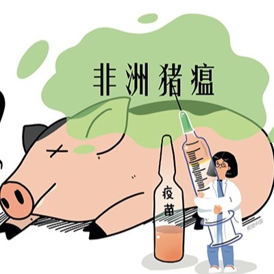 非洲猪瘟病毒感染机理全解析：从&ldquo;登陆&rdquo;免疫前哨到击穿防御体系