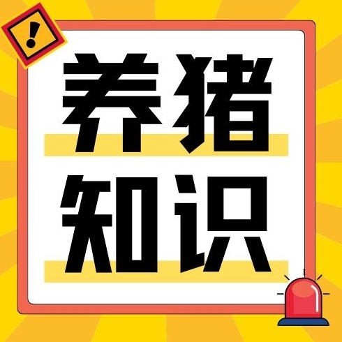 猪四肢麻痹是什么病？详解猪传染性脑脊髓炎的症状、诊断与防控