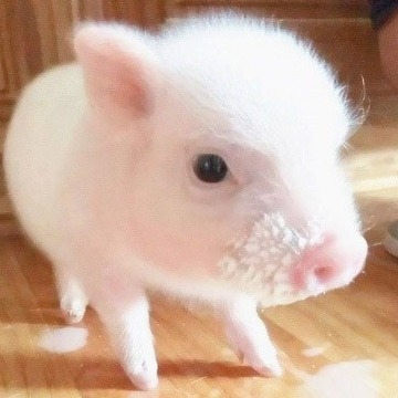 高温、高湿！夏季养猪双高环境下一定做好这三&ldquo;防&rdquo;