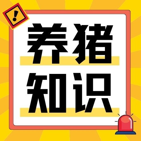 猪场呼吸道病反复发作，别只知道买药！先排查这三个根源：疫苗、通风、霉菌