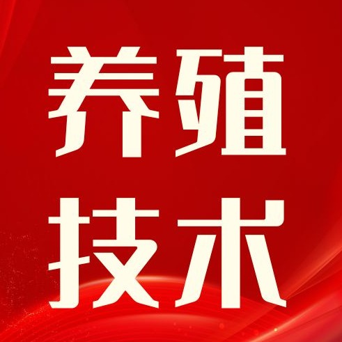 绿色养猪新模式：发酵饲料改善猪群健康、优化养殖环境