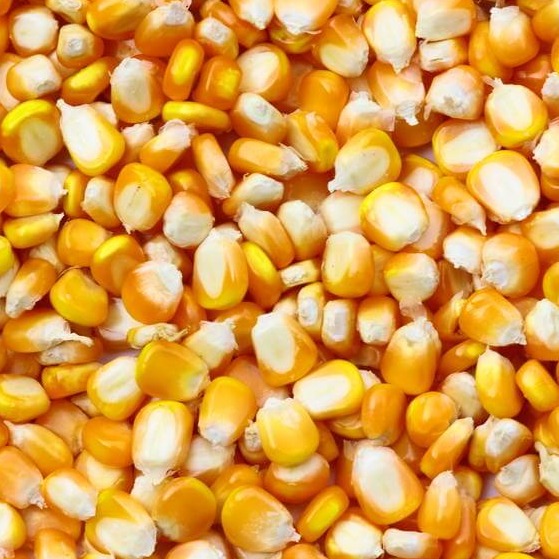 我国新型饲料原料获批 万吨级生物制造示范落地