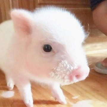 告别&ldquo;猪周期&rdquo;！未来5年，生猪产业怎么走？｜特稿