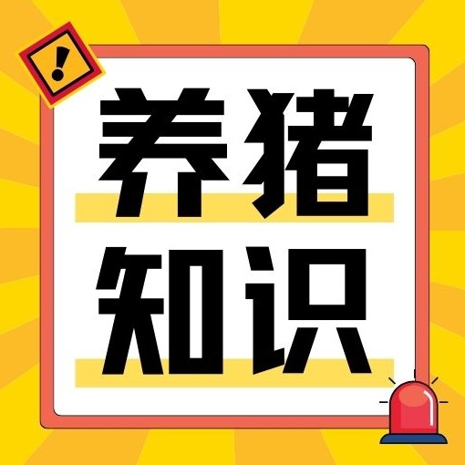 保育猪蓝耳高发，一套方案彻底稳住！