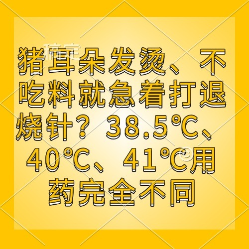 猪耳朵发烫、不吃料就急着打退烧针？38.5℃、40℃、41℃用药完全不同