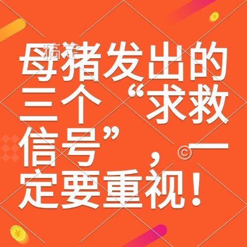 母猪发出的三个&ldquo;求救信号&rdquo;，一定要重视！