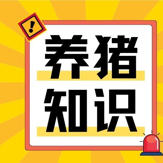 养猪外购仔猪怎么挑？手把手教你选健康仔猪