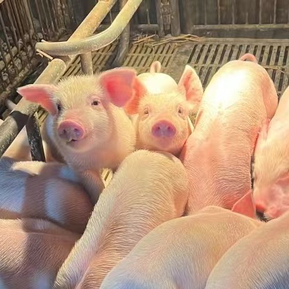 妊娠母猪精细化饲养管理