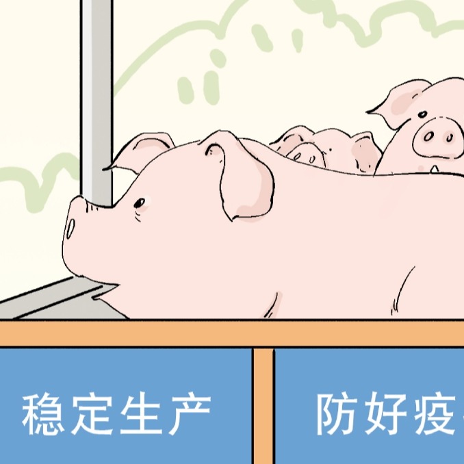 育肥猪高效催肥饲养方案
