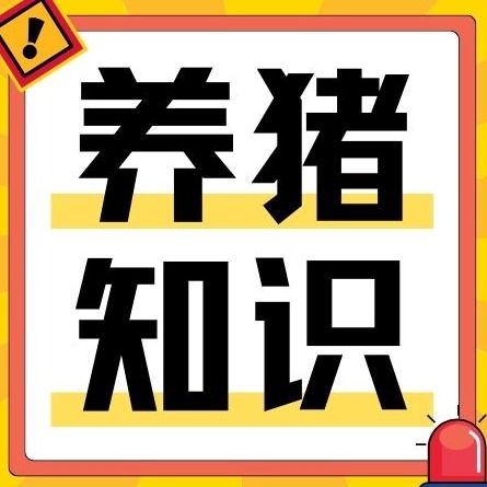 夏天母猪越养越差？采食低、奶水差、反复炎症原因找到了
