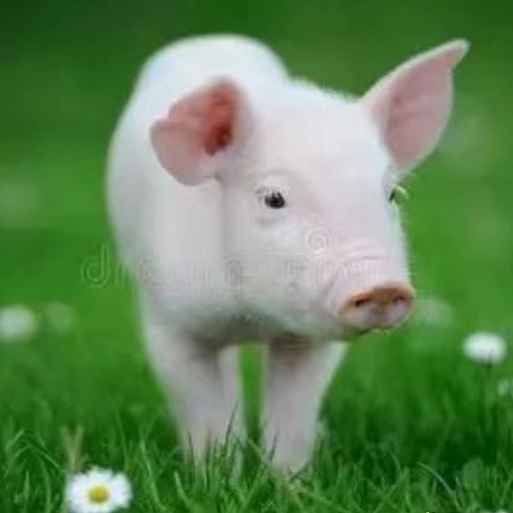 饲养营养失衡的各种症状对照表
