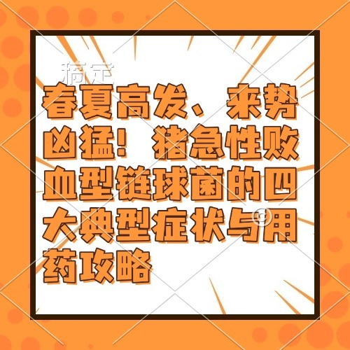 春夏高发、来势凶猛！猪急性败血型链球菌的四大典型症状与用药攻略