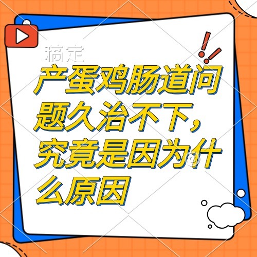 产蛋鸡肠道问题久治不下，究竟是因为什么原因