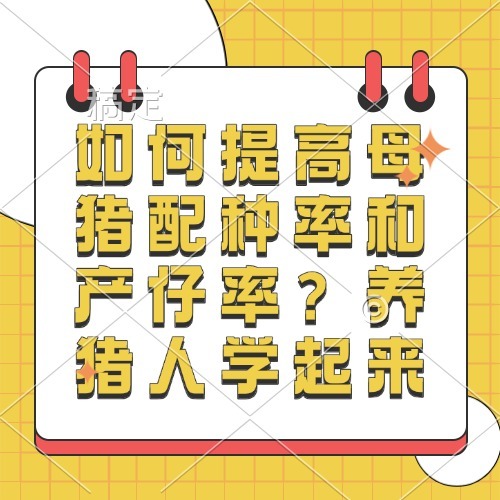 如何提高母猪配种率和产仔率？养猪人学起来