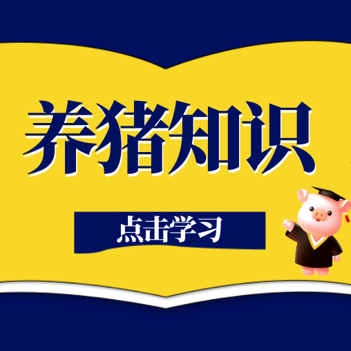 母猪发情配种、孕期饲喂、产后接产完整实操方法