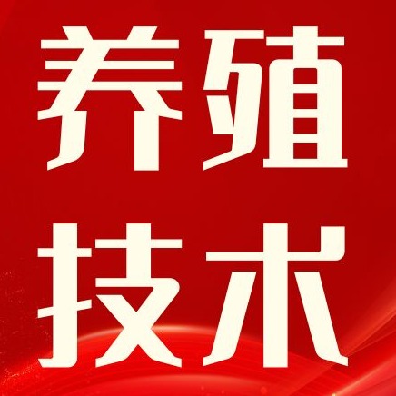 做好后备母猪6大节点，一胎比一胎产得多