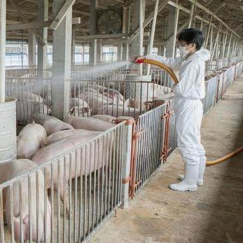 养猪场内可以引起人过敏的过敏源