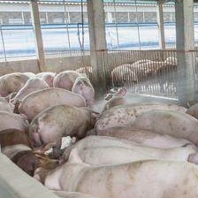 母猪配种总配不上？教你"一看二摸三压背"