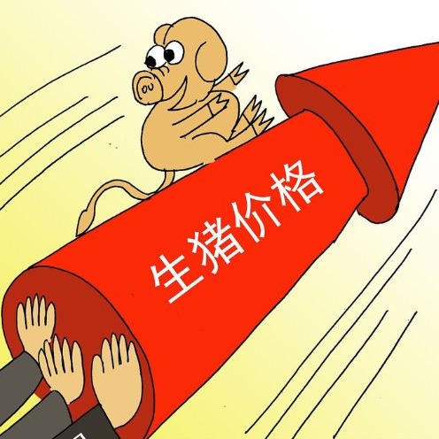 7月中旬猪价止涨小跌！后市能够继续上涨吗？