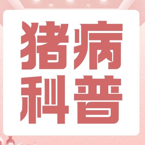养猪干货！按体温分级治猪发烧，不再乱退烧