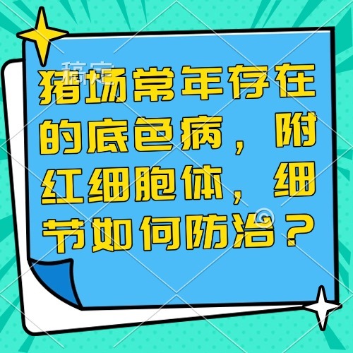 猪场常年存在的底色病，附红细胞体，细节如何防治？