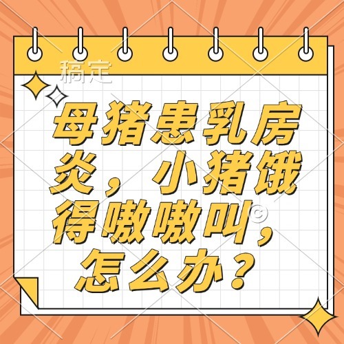 母猪患乳房炎，小猪饿得嗷嗷叫，怎么办？