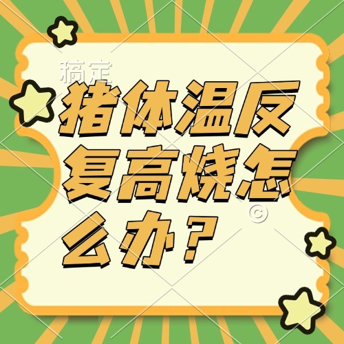 猪体温反复高烧怎么办？