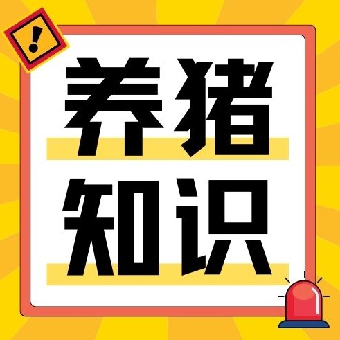 猪饲料里的营养价值，你知道多少？