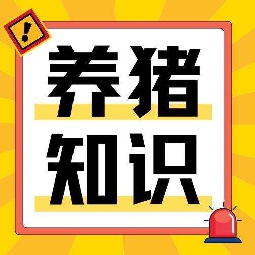 猪场流产、木乃伊频发？根源都在妊娠母猪前30天管理疏漏