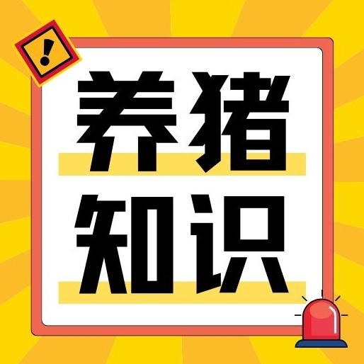 详解猪咬尾症发病原因与综合防治关键技术