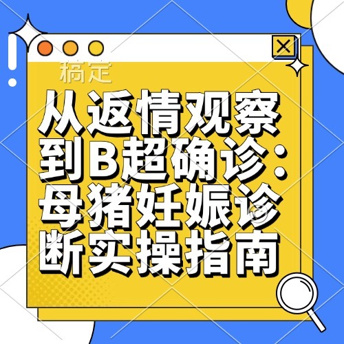 从返情观察到B超确诊：母猪妊娠诊断实操指南