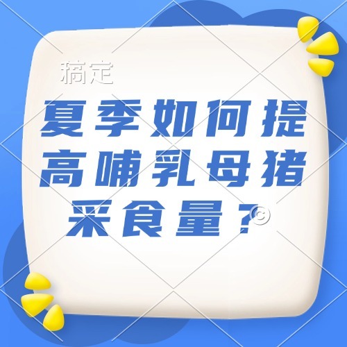 夏季如何提高哺乳母猪采食量？