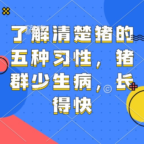 了解清楚猪的五种习性，猪群少生病，长得快