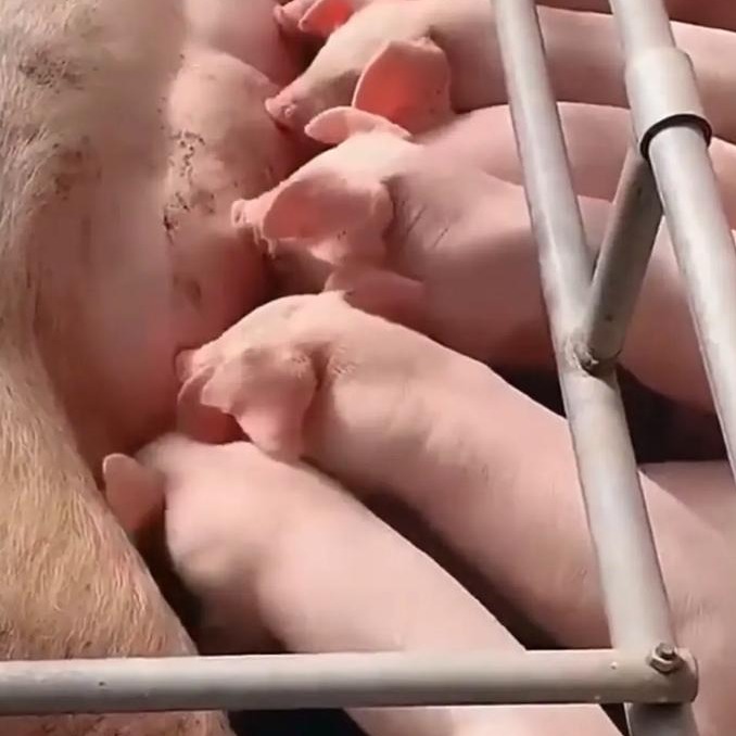 保育猪肠胃修复与顽固性腹泻根治管理