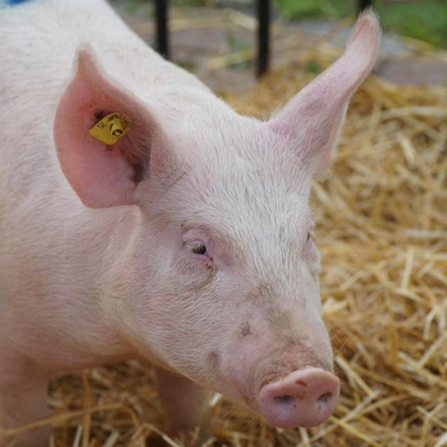 对标香港肉类准入标准，江西冷冻猪肉实现首次出口