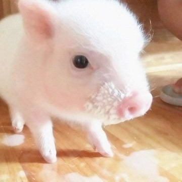养猪场中3种现代化生猪管理方法