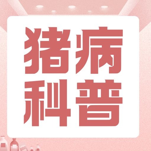 同样皮肤发紫高烧，猪瘟和猪丹毒差别巨大，别误诊！