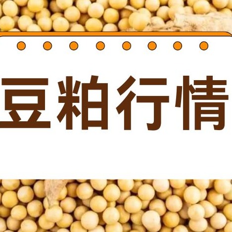 2026年7月24日全国各省市豆粕价格行情，豆粕接连上行，养猪压力越来越大！