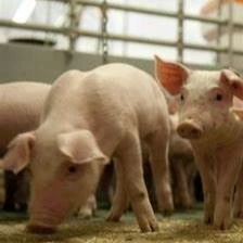以生物安全为名的过度消毒