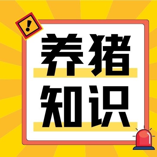 保育猪大小悬殊，根本问题是没做好分栏调群