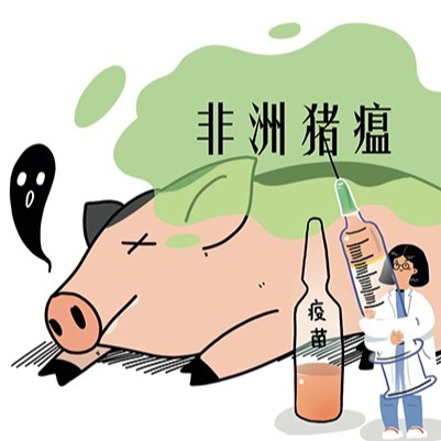 猪皮肤发紫高烧猝死？8 类败血症猪病对照辨别
