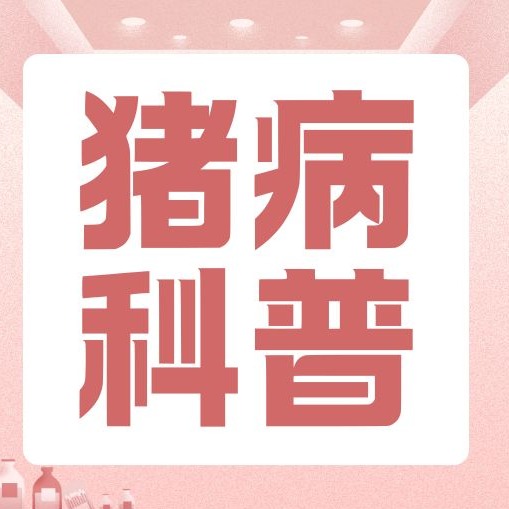 猪群喘气、不吃料？夏季科学降温方案，猪场通用不踩坑
